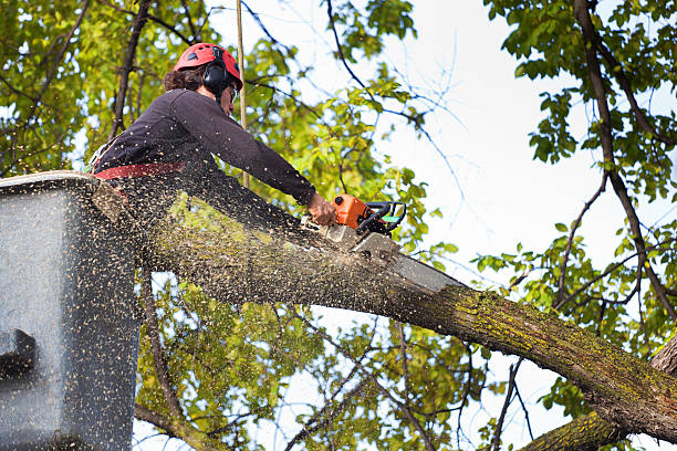 Best Tree Root Removal  in Berryville, VA